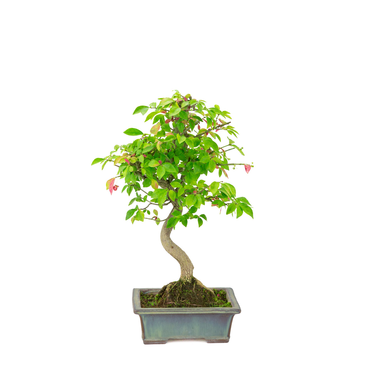 Euonymus alatus (Fusain ailé) pot rectangulaire bleu, hauteur ~36cm