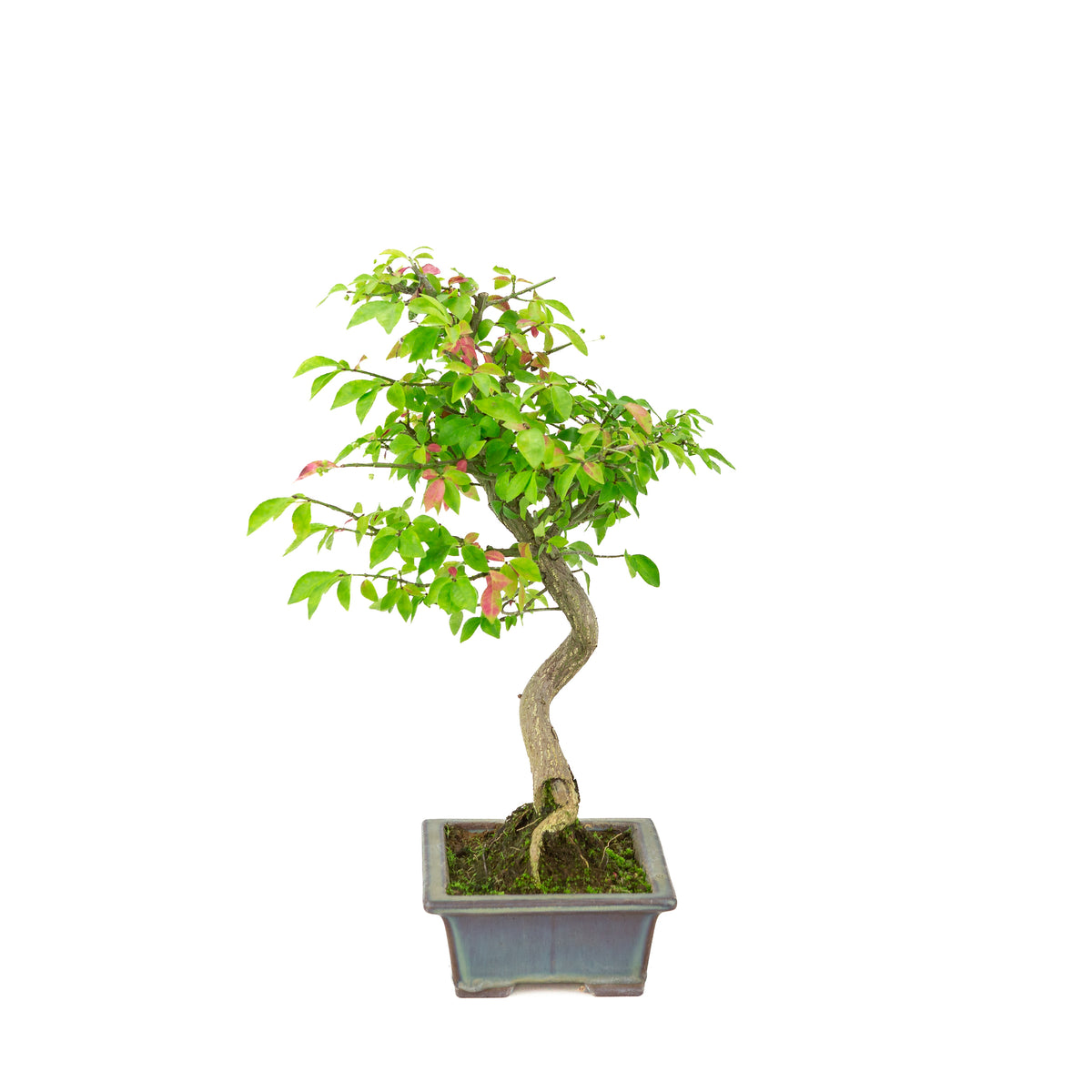 Euonymus alatus (Fusain ailé) pot rectangulaire bleu, hauteur ~36cm