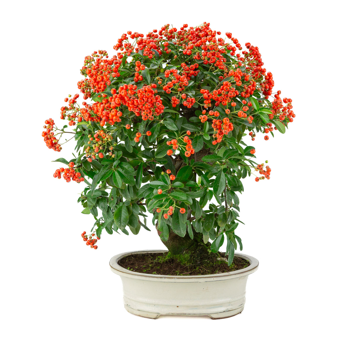 Pyracantha angustifolia (Buisson ardent) pot ovale crème, hauteur ~47cm