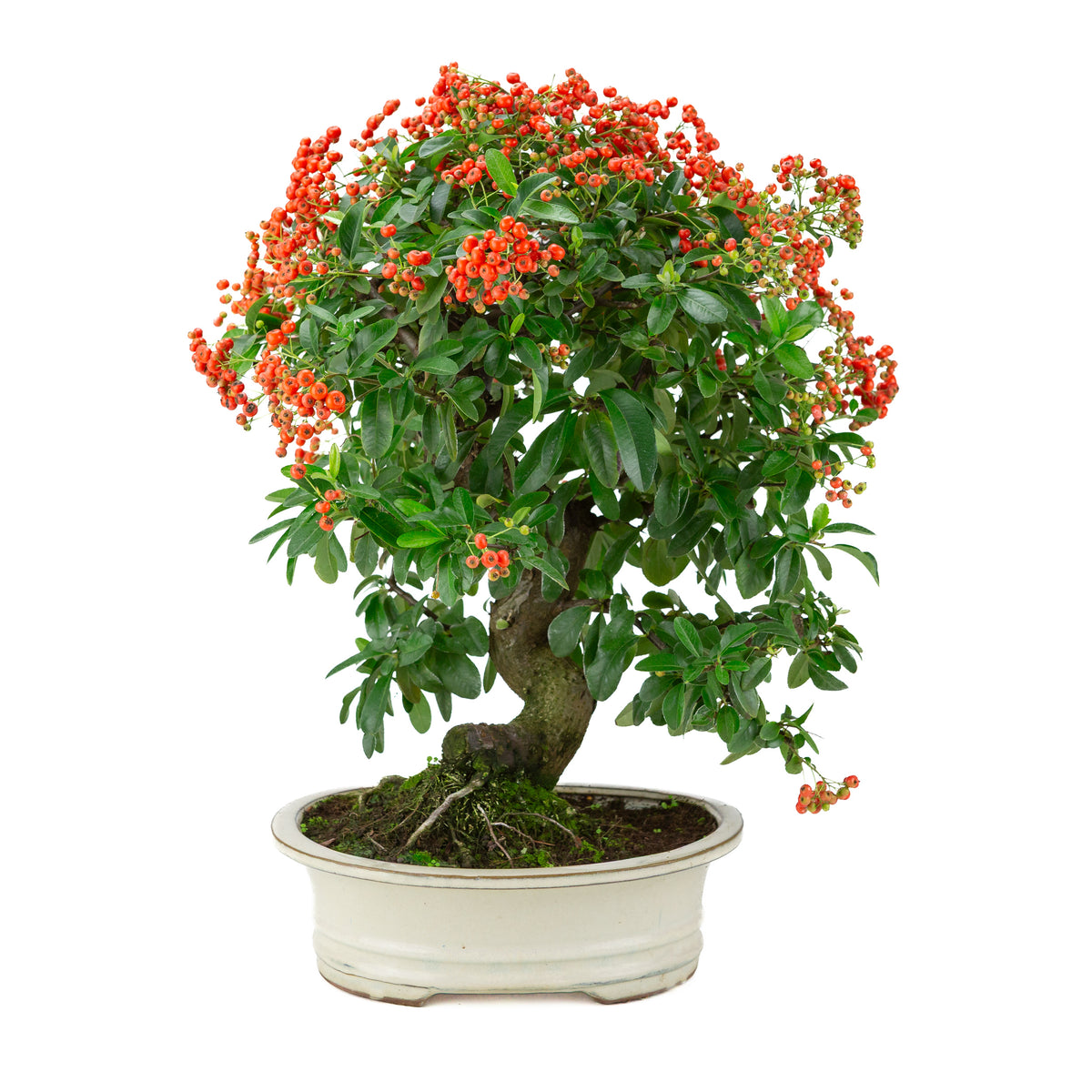 Pyracantha angustifolia (Buisson ardent) pot ovale crème, hauteur ~47cm