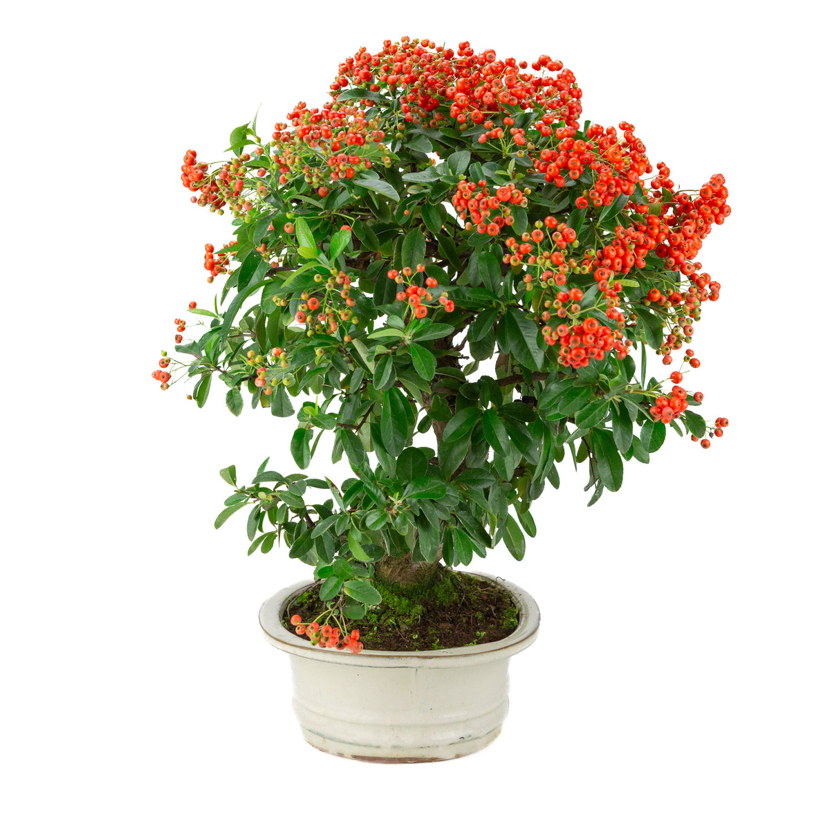 Pyracantha angustifolia (Buisson ardent) pot ovale crème, hauteur ~47cm