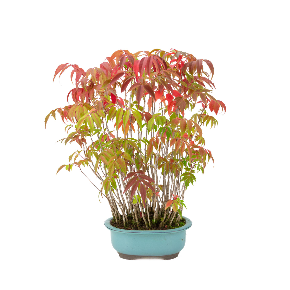 Rhus succedanea (Sumac à laque), pot ovale bleu, hauteur ~37cm