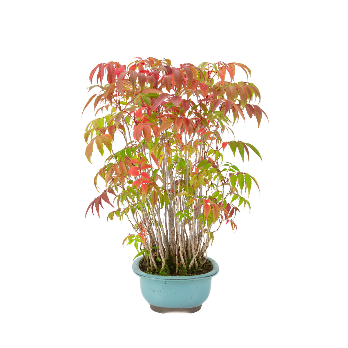 Rhus succedanea (Sumac à laque), pot ovale bleu, hauteur ~37cm