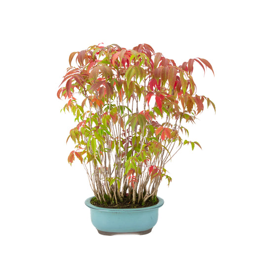Rhus succedanea (Sumac à laque), pot ovale bleu, hauteur ~37cm