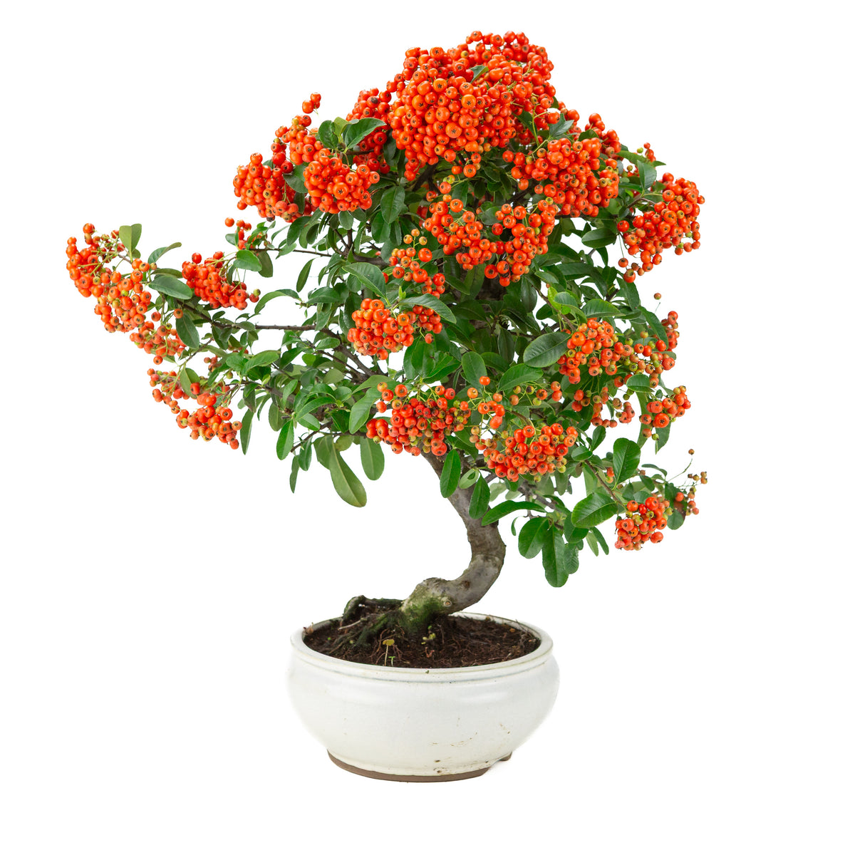 Pyracantha angustifolia (Buisson ardent) pot rond blanc, hauteur ~47cm