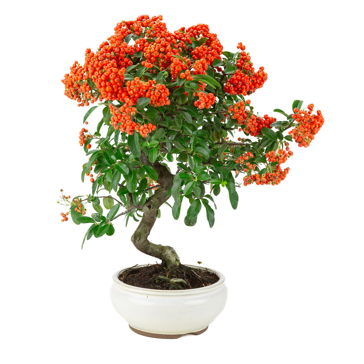 Pyracantha angustifolia (Buisson ardent) pot rond blanc, hauteur ~47cm
