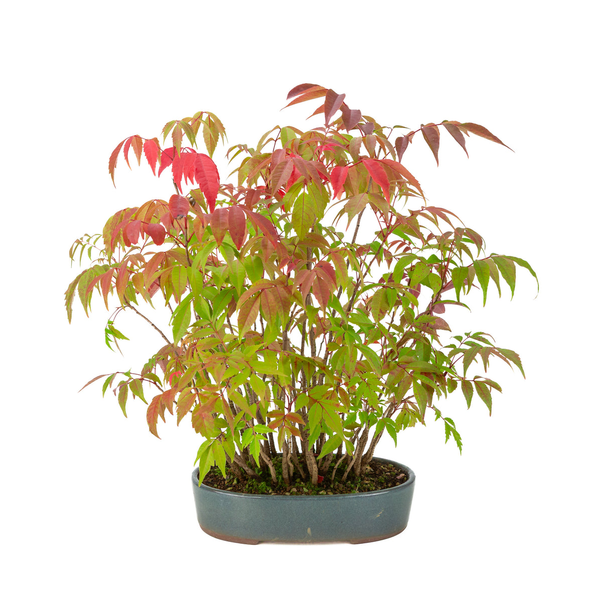 Rhus succedanea (Rhus verniciflua), pot ovale bleue, hauteur ~39cm