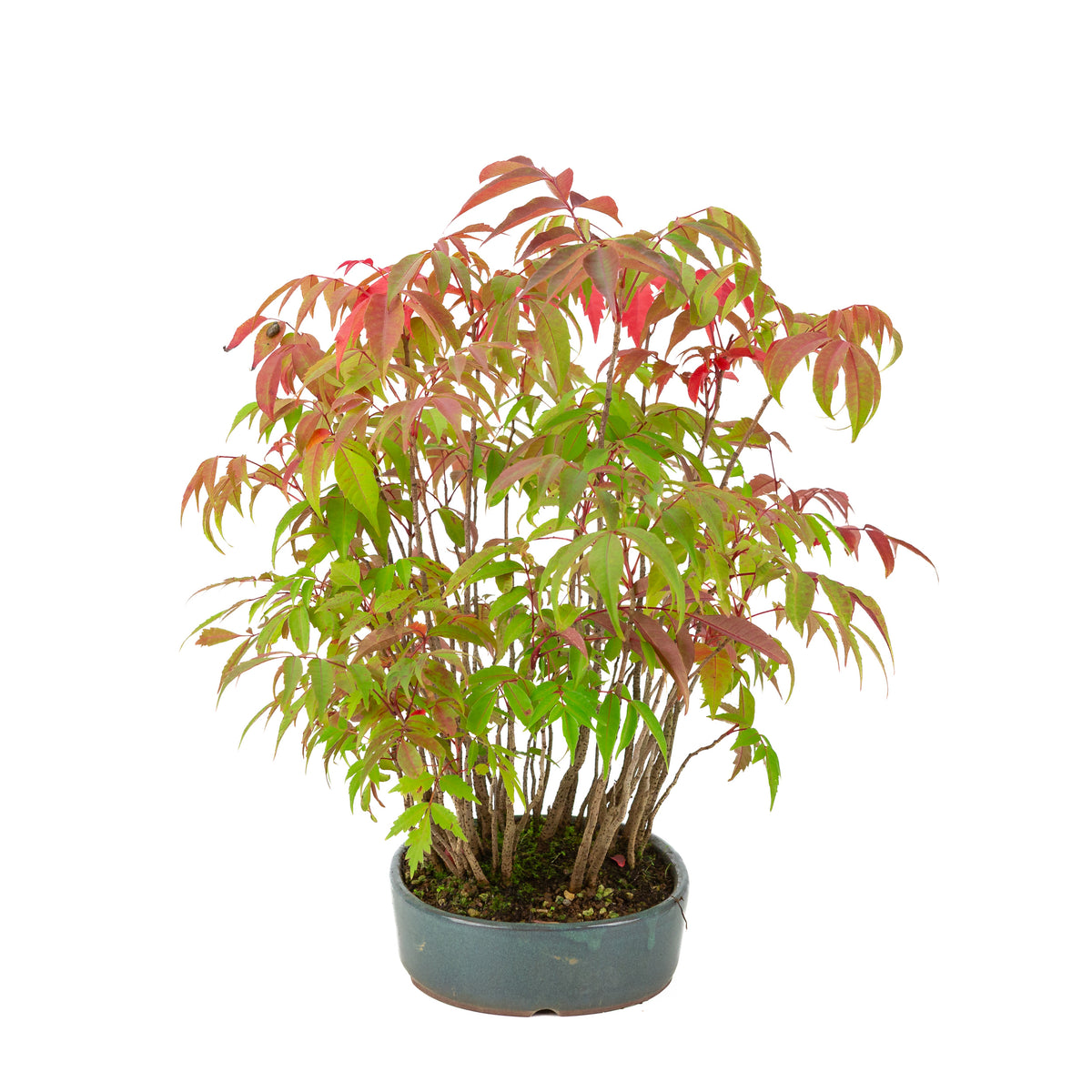 Rhus succedanea (Rhus verniciflua), pot ovale bleue, hauteur ~39cm