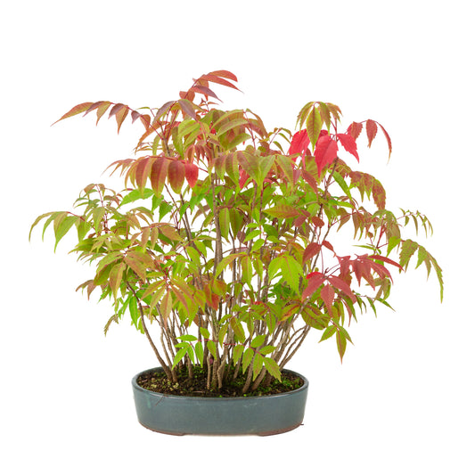 Rhus succedanea (Rhus verniciflua), pot ovale bleue, hauteur ~39cm