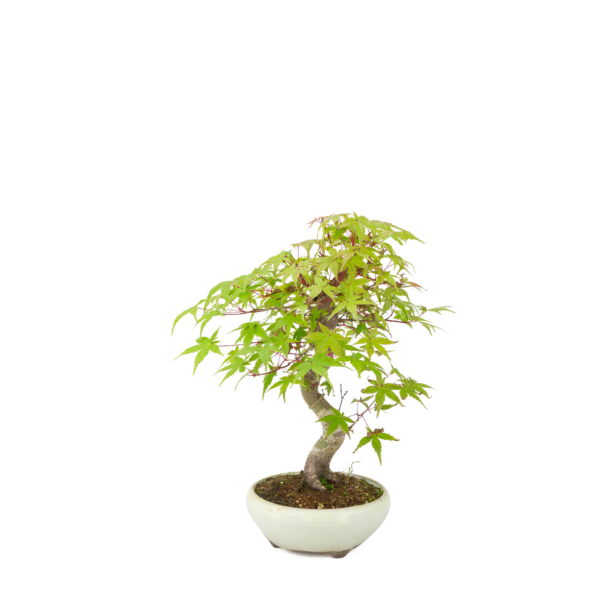 Acer palmatum Deshojo (érable du Japon) pot rond crème, hauteur ~30 cm