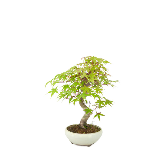 Acer palmatum Deshojo (érable du Japon) pot rond crème, hauteur ~30 cm