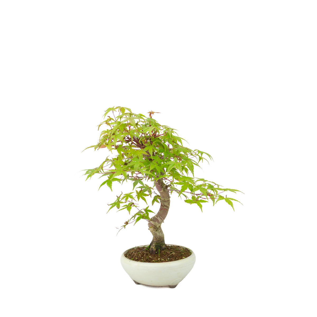 Acer palmatum Deshojo (érable du Japon) pot rond crème, hauteur ~30 cm