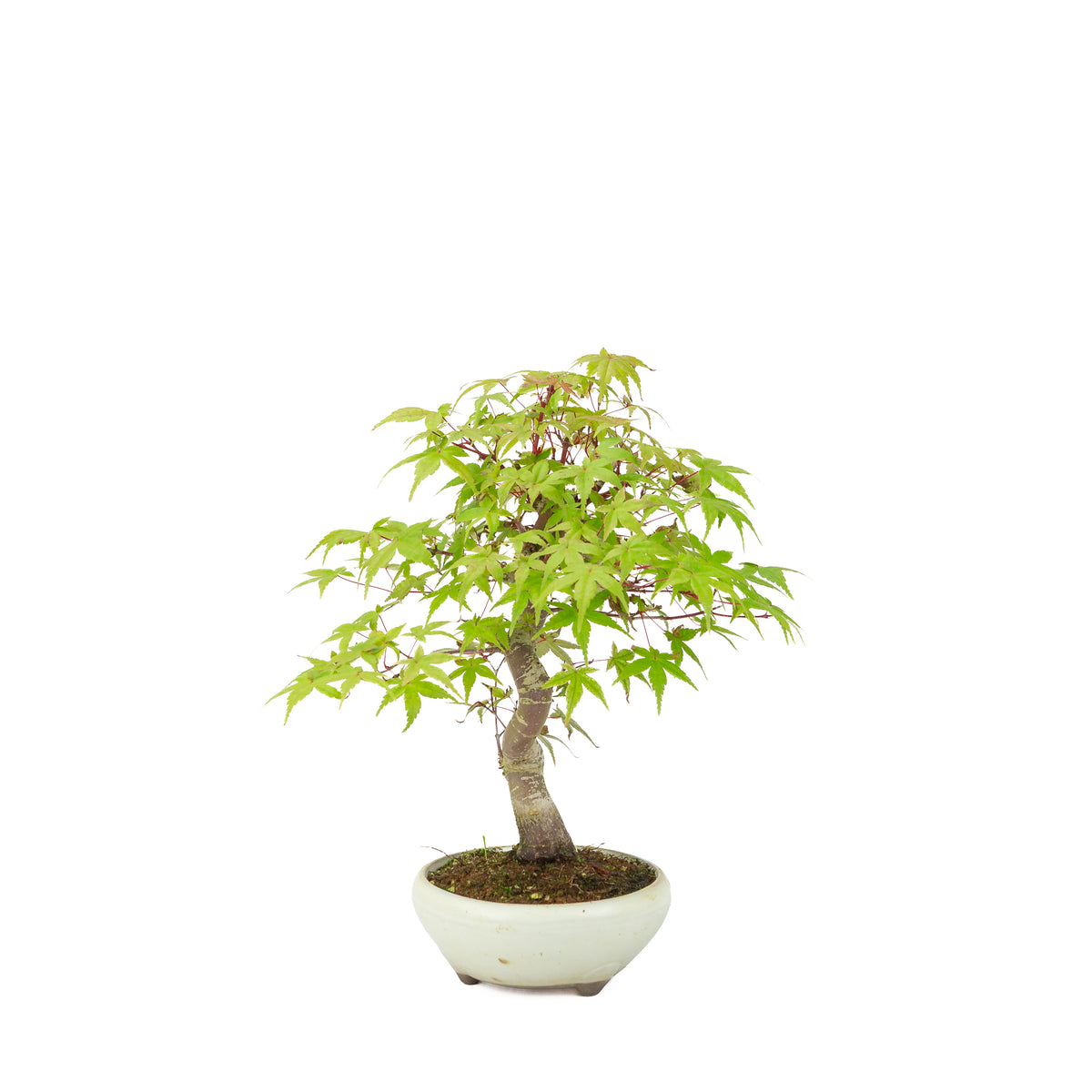 Acer palmatum Deshojo (érable du Japon) pot rond crème, hauteur ~30 cm