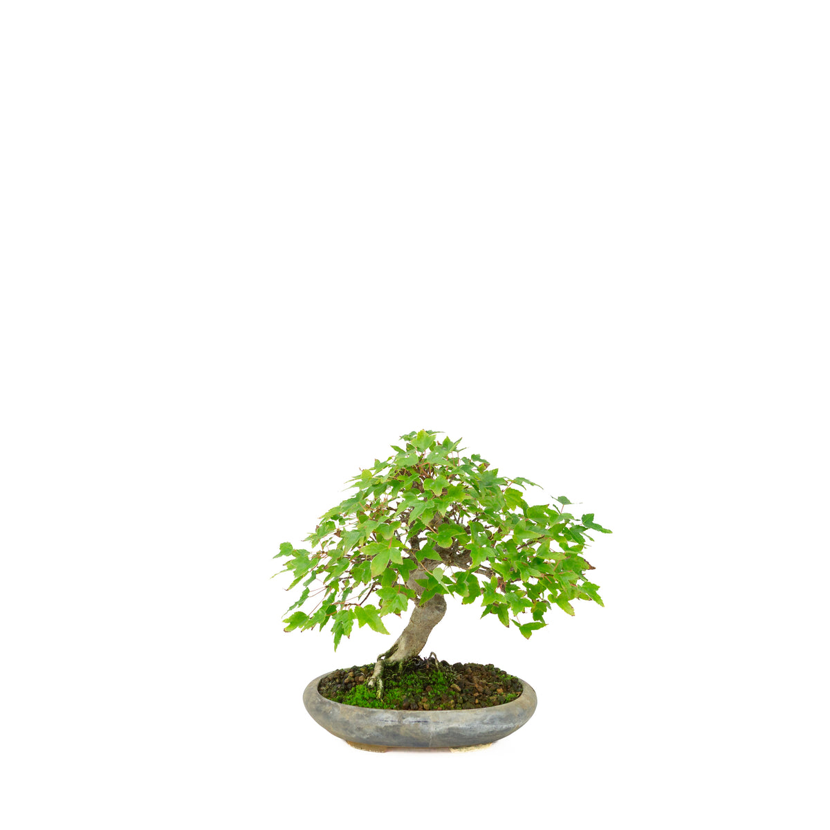 Acer buergerianum (Érable de Burger) dans un pot ovale noir, hauteur ~21 cm