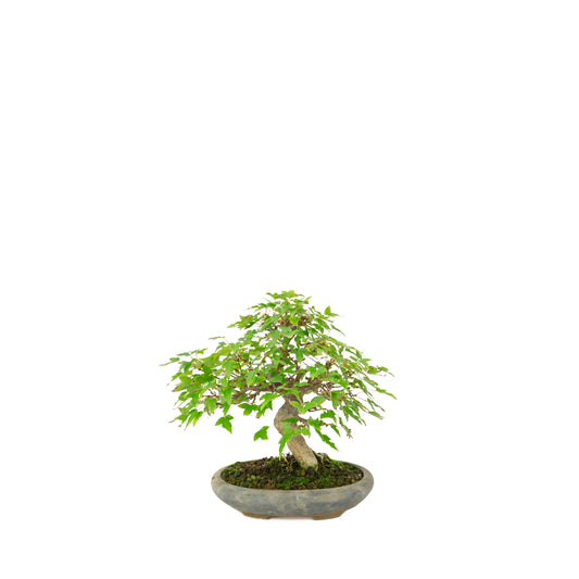 Acer buergerianum (Érable de Burger) dans un pot ovale noir, hauteur ~21 cm