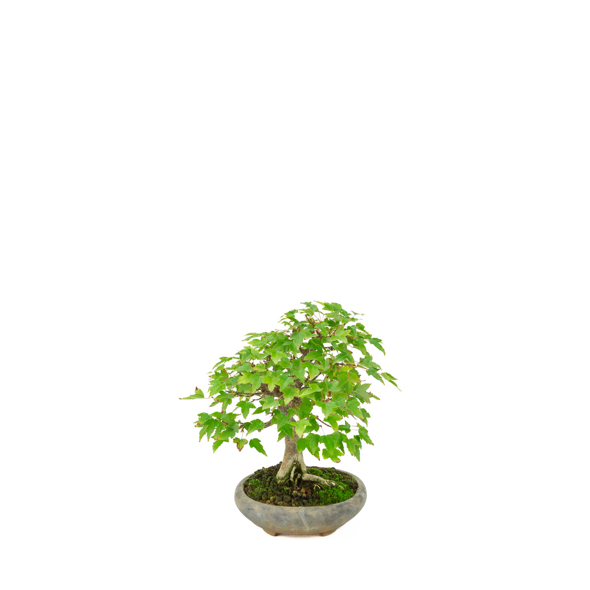 Acer buergerianum (Érable de Burger) dans un pot ovale noir, hauteur ~21 cm