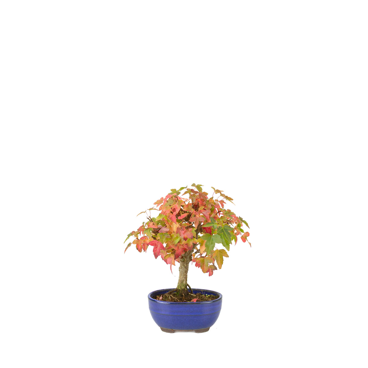 Acer buergerianum (Érable de Burger) pot ovale bleu, hauteur ~21 cm
