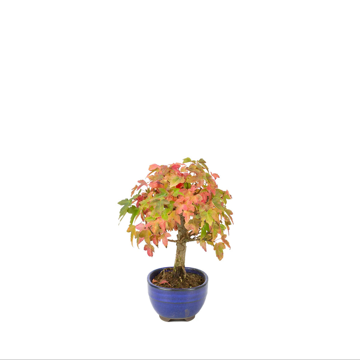 Acer buergerianum (Érable de Burger) pot ovale bleu, hauteur ~21 cm