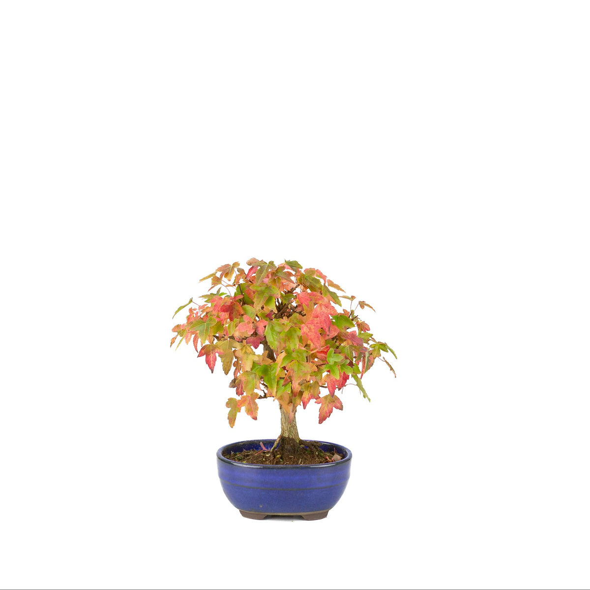 Acer buergerianum (Érable de Burger) pot ovale bleu, hauteur ~21 cm