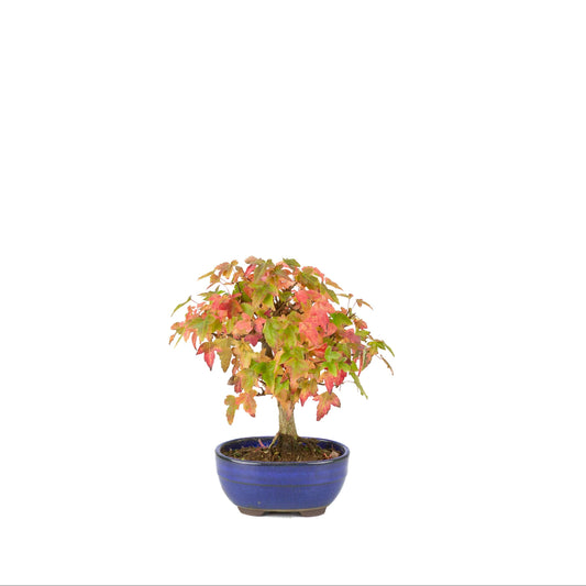 Acer buergerianum (Érable de Burger) pot ovale bleu, hauteur ~21 cm