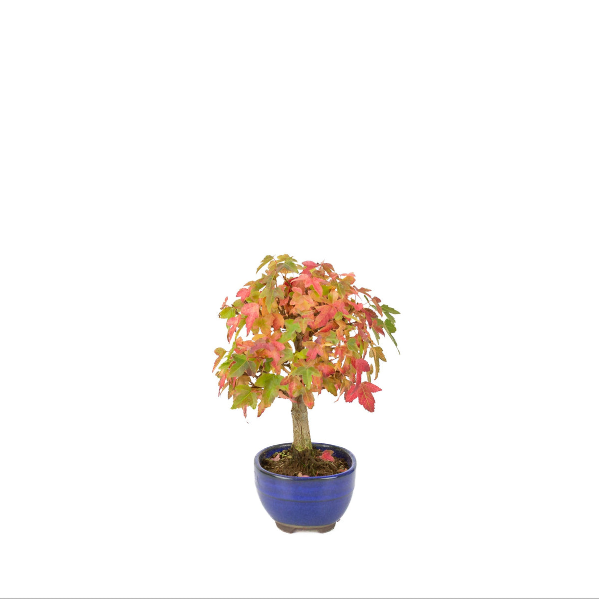 Acer buergerianum (Érable de Burger) pot ovale bleu, hauteur ~21 cm
