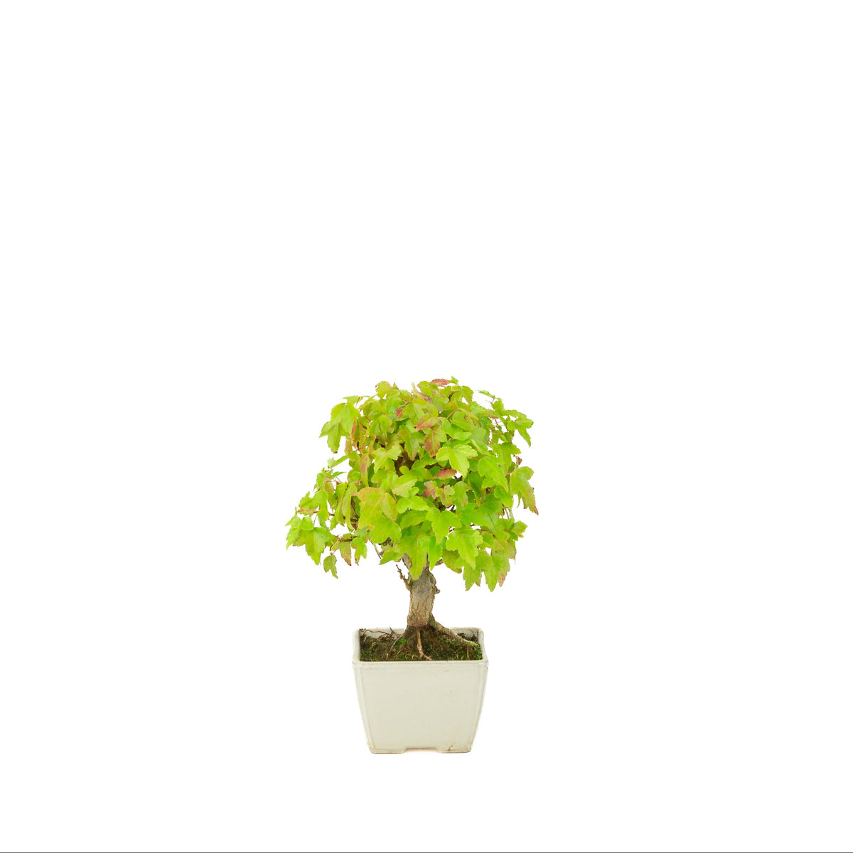 Acer buergerianum (Érable de Burger) pot carré crème, hauteur ~21 cm