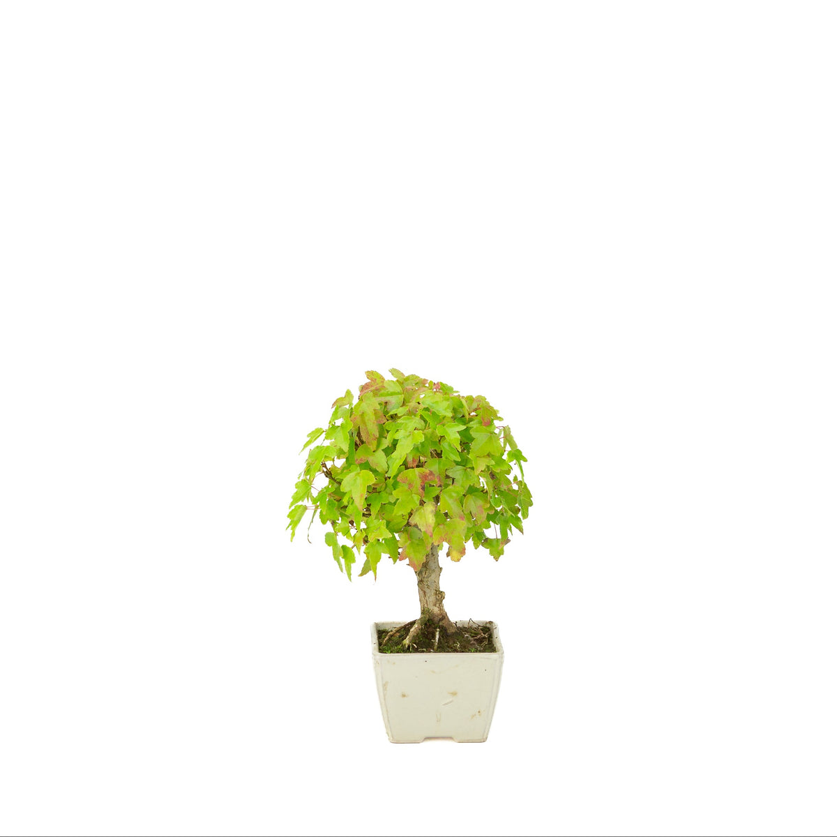 Acer buergerianum (Érable de Burger) pot carré crème, hauteur ~21 cm