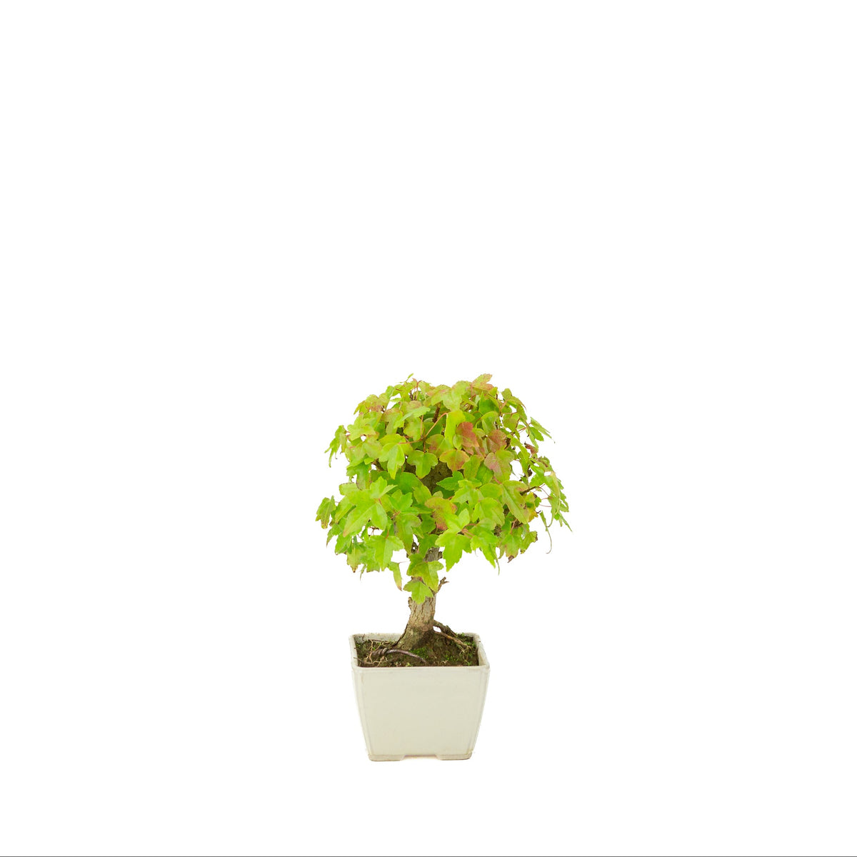 Acer buergerianum (Érable de Burger) pot carré crème, hauteur ~21 cm
