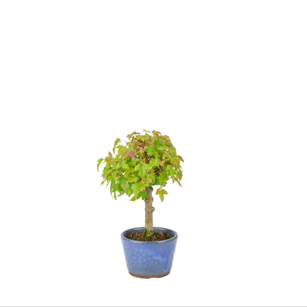 Acer buergerianum (Érable trident), pot rond bleu, hauteur ~23 cm