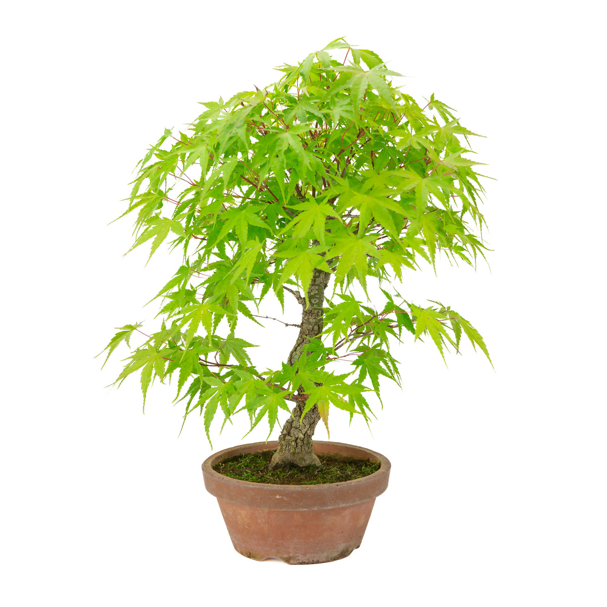 Acer palmatum 'Arakawa' (Érable du Japon) pot terre cuite, hauteur ~47 cm