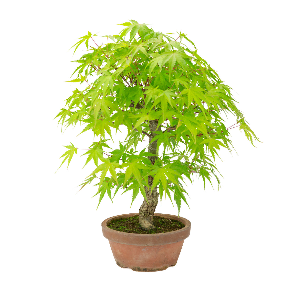 Acer palmatum 'Arakawa' (Érable du Japon) pot terre cuite, hauteur ~47 cm