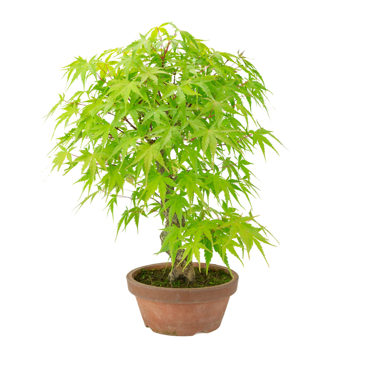 Acer palmatum 'Arakawa' (Érable du Japon) pot terre cuite, hauteur ~47 cm