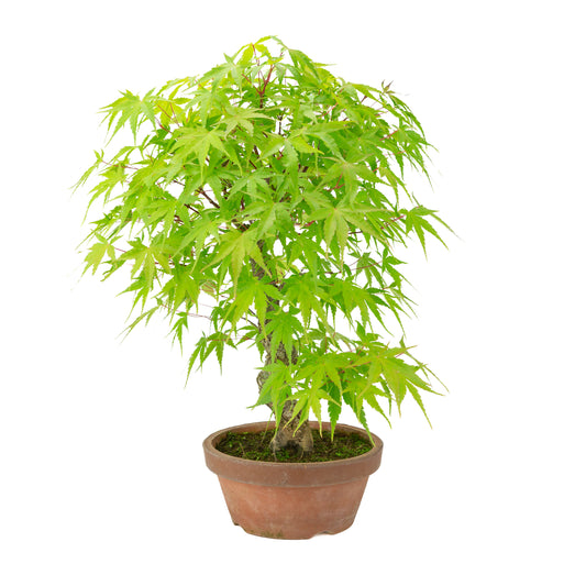 Acer palmatum 'Arakawa' (Érable du Japon) pot terre cuite, hauteur ~47 cm