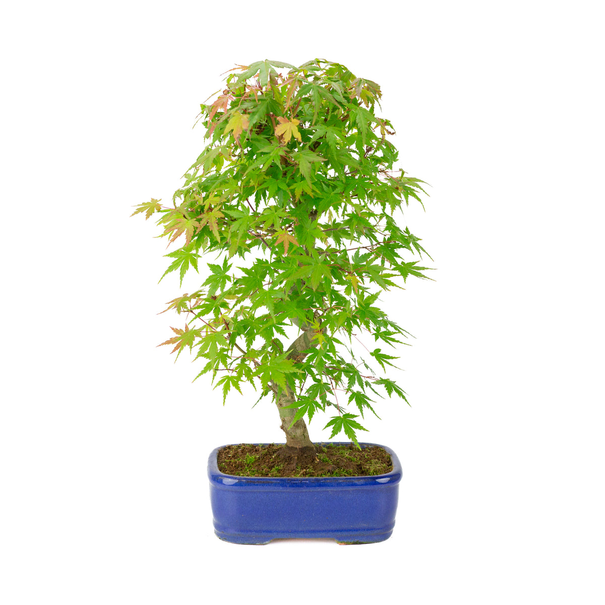 Acer palmatum 'Deshojo' (Érable japonais) pot rectangulaire bleu, hauteur ~45 cm