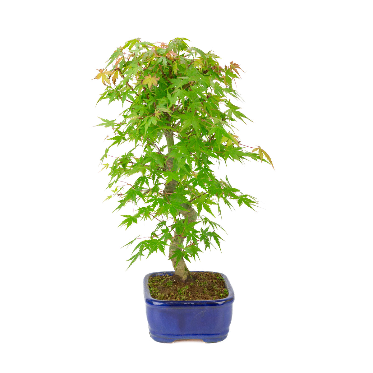 Acer palmatum 'Deshojo' (Érable japonais) pot rectangulaire bleu, hauteur ~45 cm