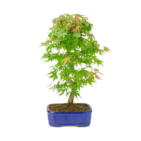 Acer palmatum 'Deshojo' (Érable japonais) pot rectangulaire bleu, hauteur ~45 cm