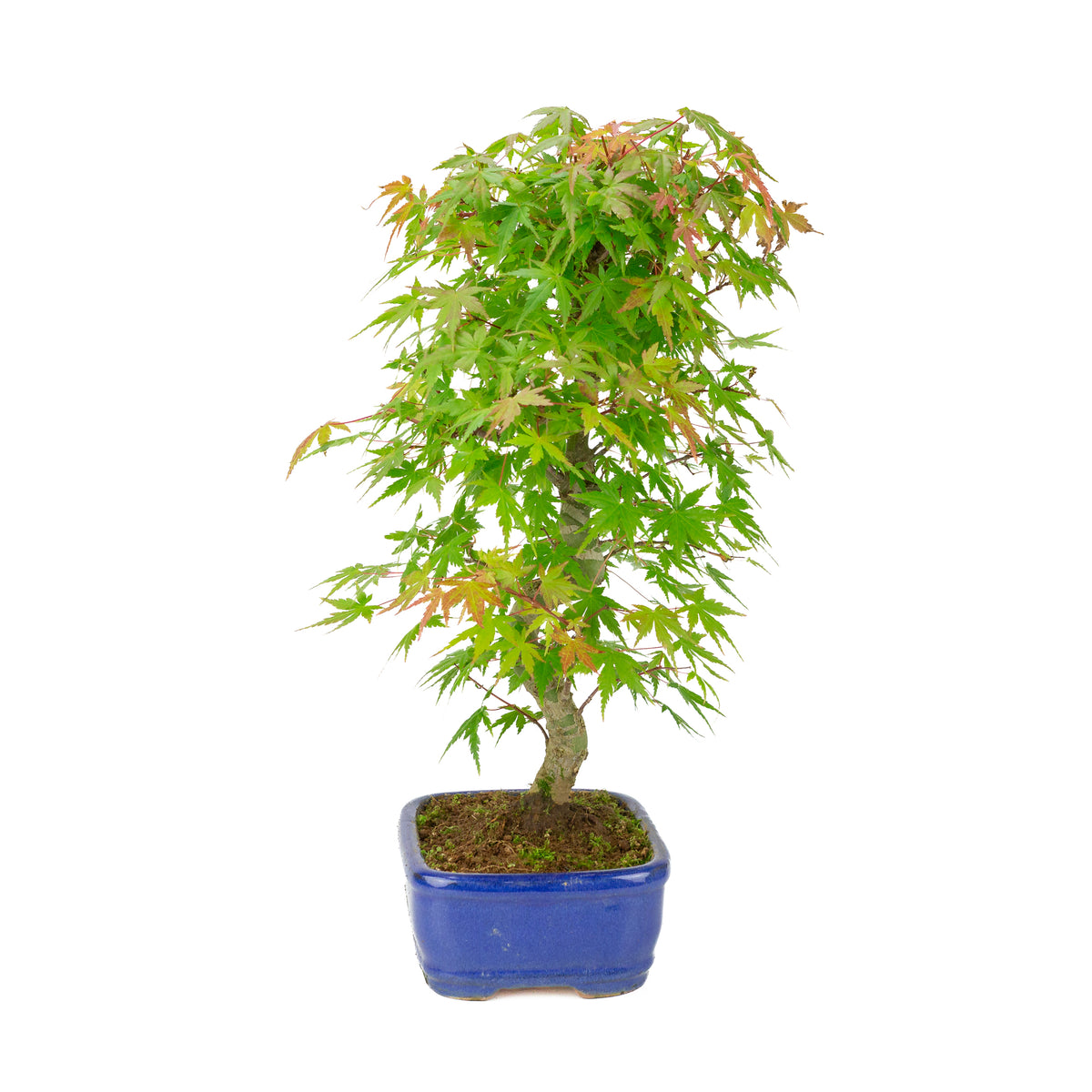 Acer palmatum 'Deshojo' (Érable japonais) pot rectangulaire bleu, hauteur ~45 cm