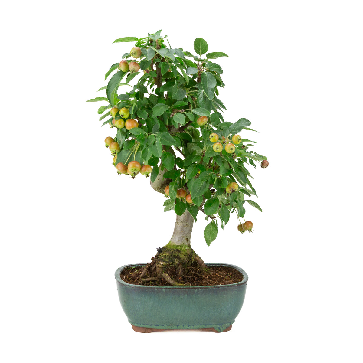 Malus halliana (Pomme) en pot rectangulaire verte, hauteur ~46 cm