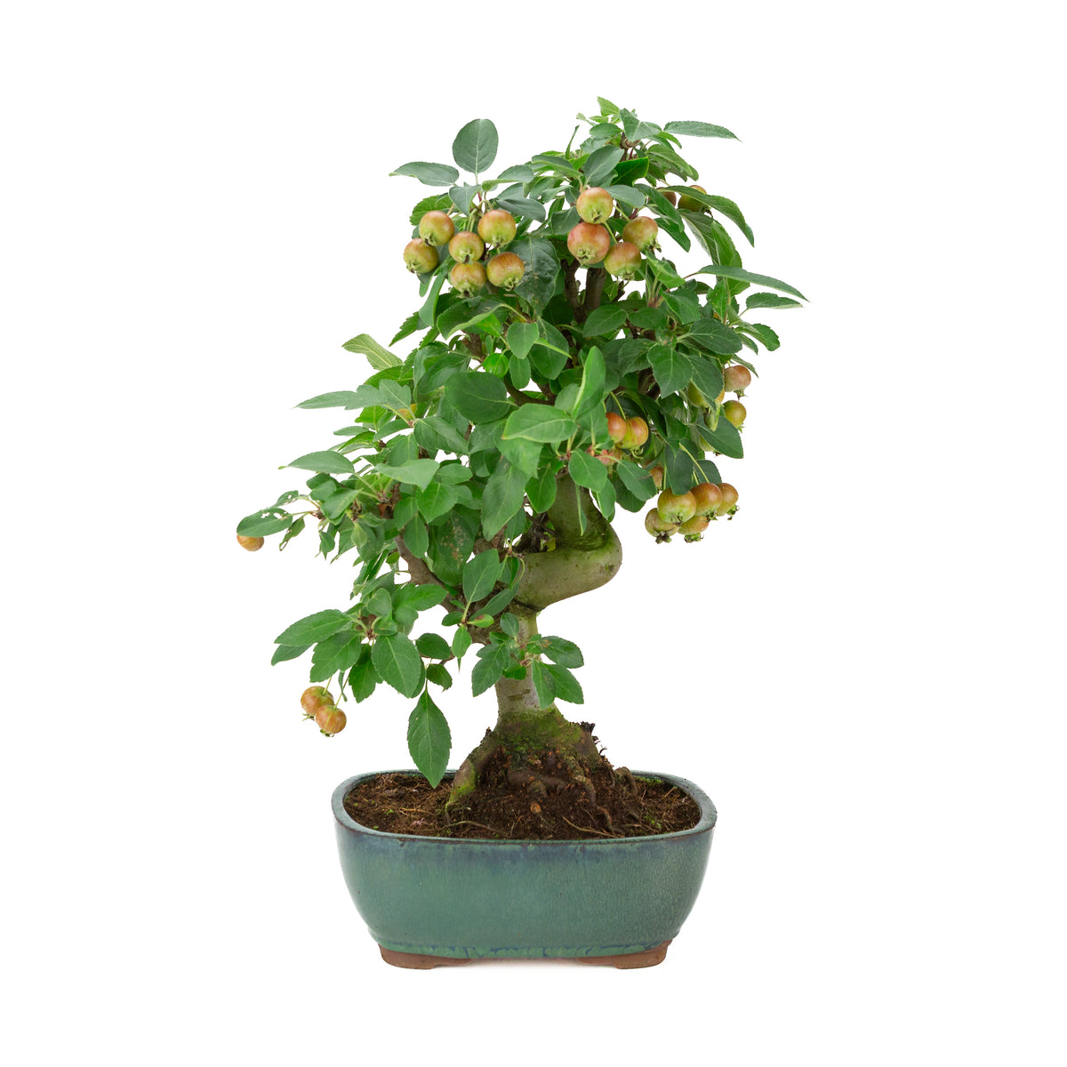 Malus halliana (Pomme) en pot rectangulaire verte, hauteur ~46 cm