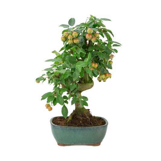 Malus halliana (Pomme) en pot rectangulaire verte, hauteur ~46 cm