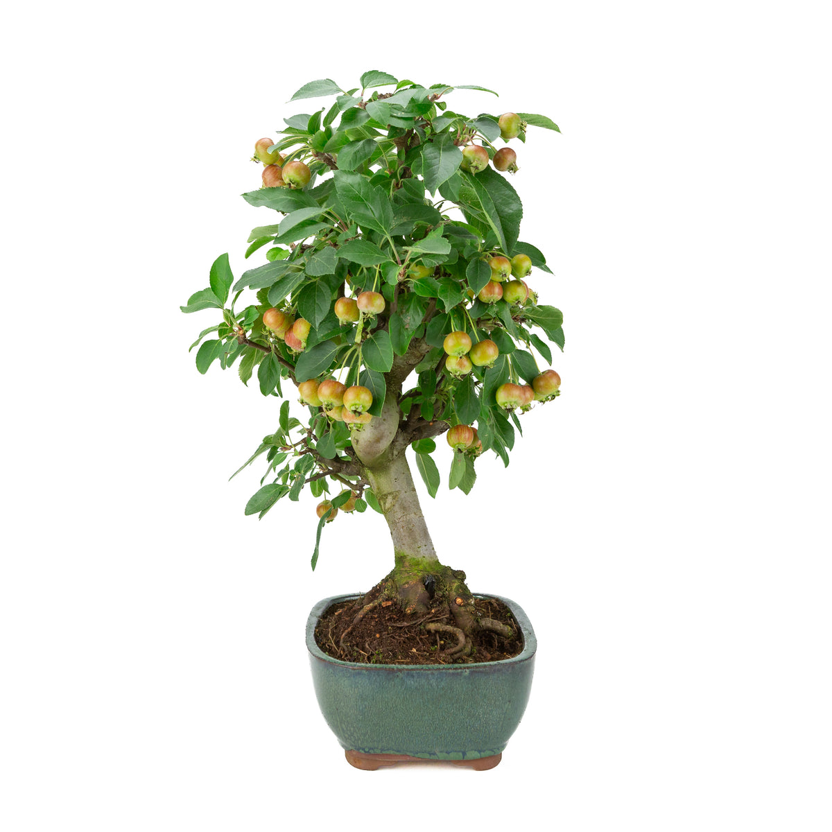 Malus halliana (Pomme) en pot rectangulaire verte, hauteur ~46 cm