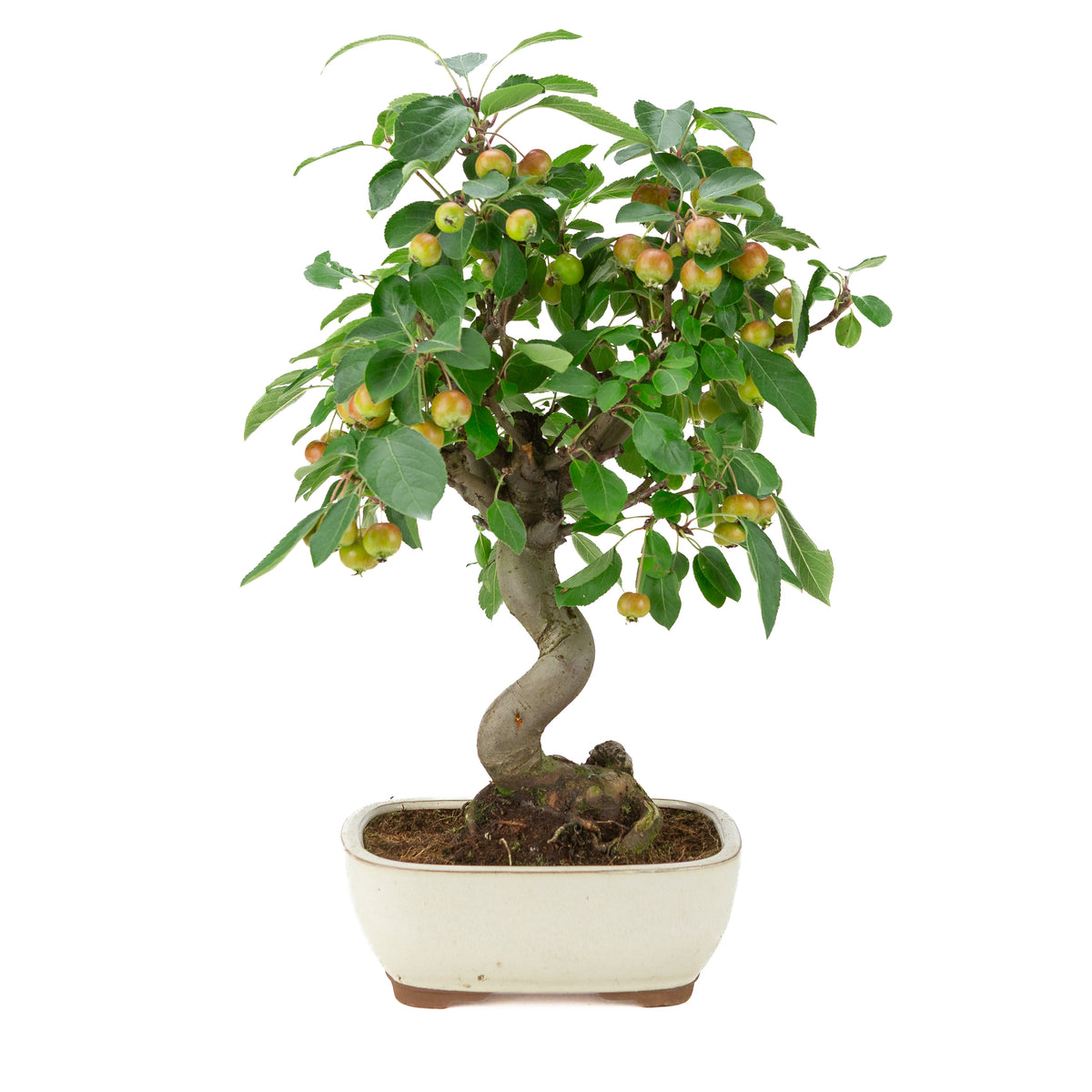 Malus halliana (Pomme) en pot rectangulaire crème, hauteur ~48 cm