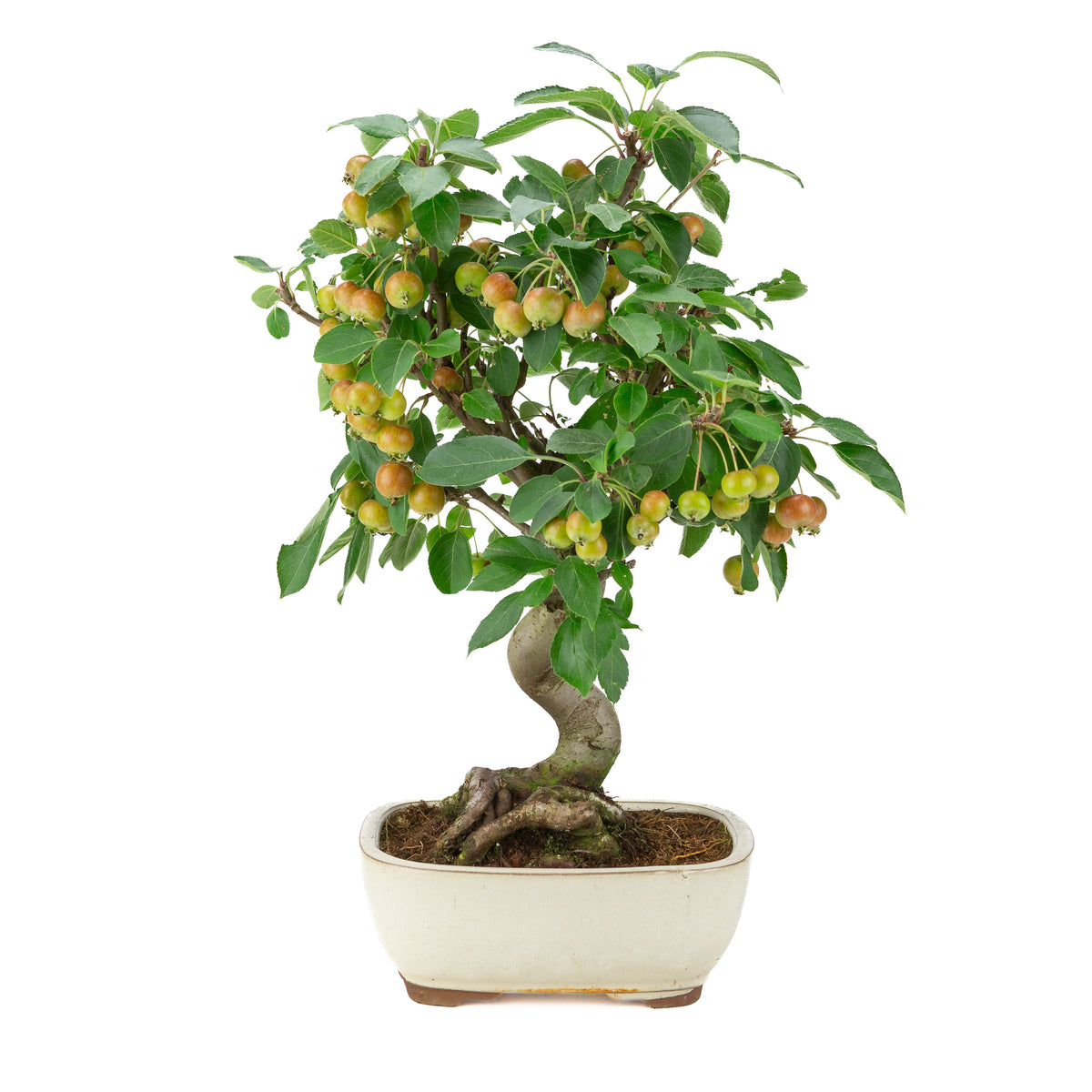 Malus halliana (Pomme) en pot rectangulaire crème, hauteur ~48 cm