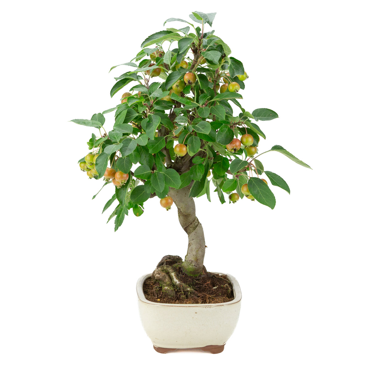 Malus halliana (Pomme) en pot rectangulaire crème, hauteur ~48 cm