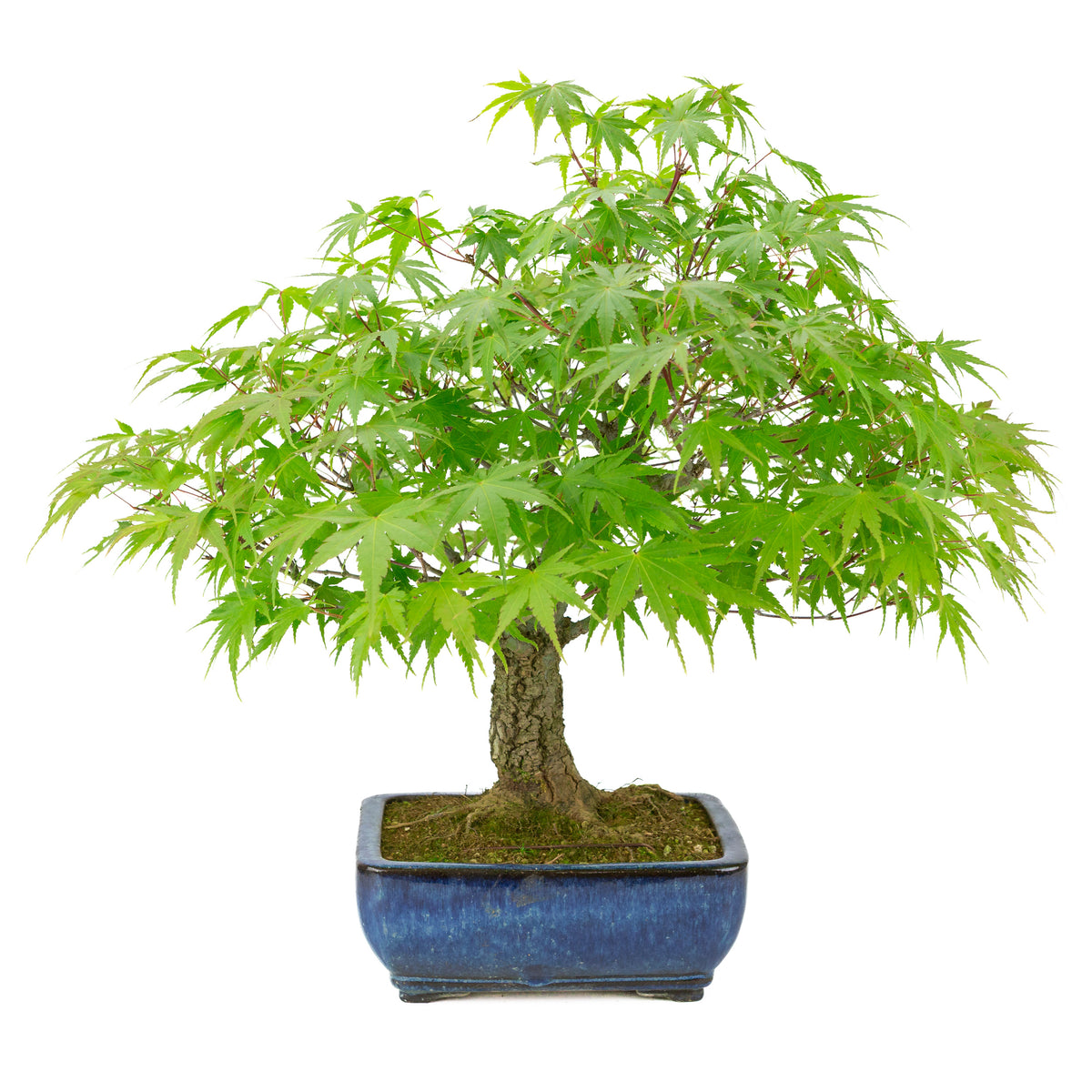 Acer palmatum 'Arakawa' (Érable japonais) pot rectangulaire bleu, hauteur ~46 cm