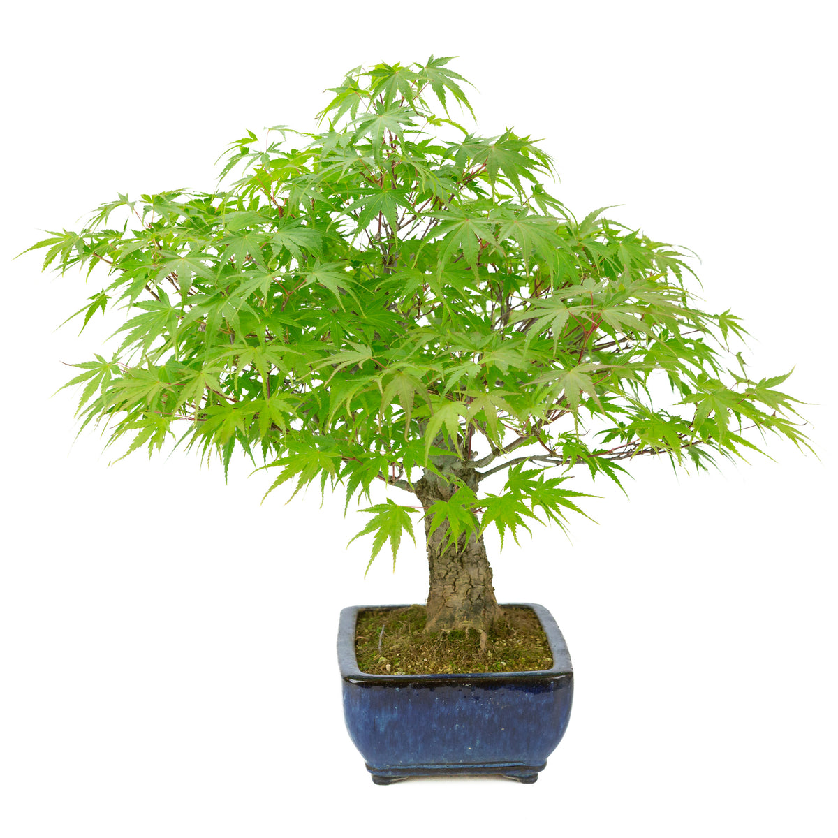 Acer palmatum 'Arakawa' (Érable japonais) pot rectangulaire bleu, hauteur ~46 cm