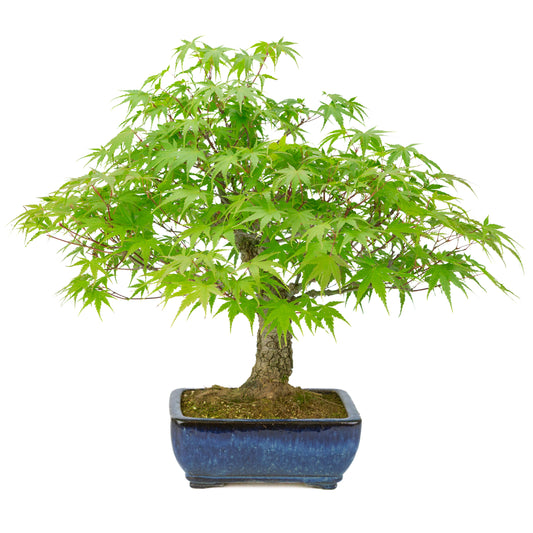 Acer palmatum 'Arakawa' (Érable japonais) pot rectangulaire bleu, hauteur ~46 cm