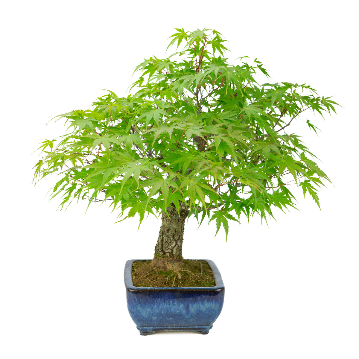Acer palmatum 'Arakawa' (Érable japonais) pot rectangulaire bleu, hauteur ~46 cm
