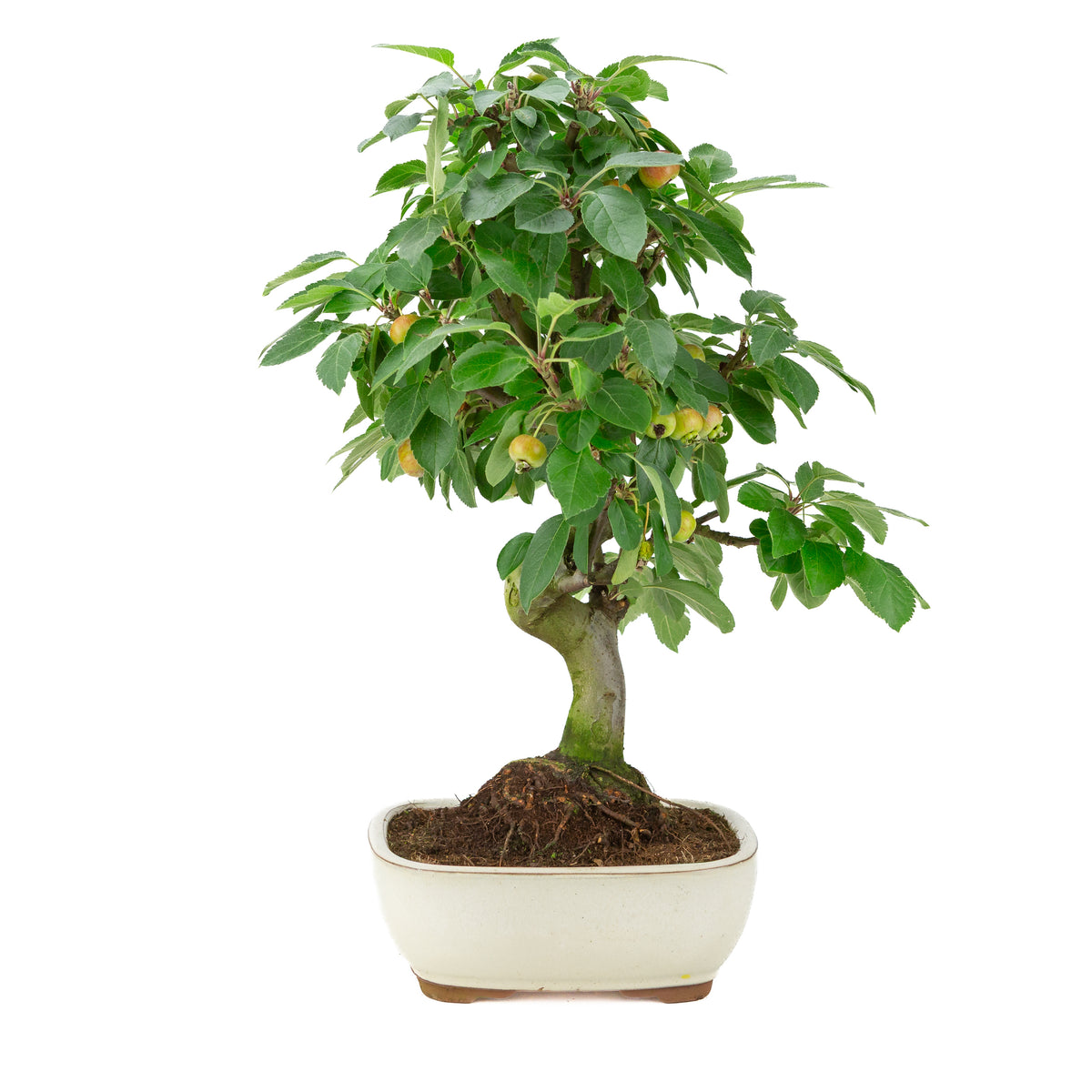 Malus halliana (Pommier) dans un pot rectangulaire crème, hauteur ~50 cm
