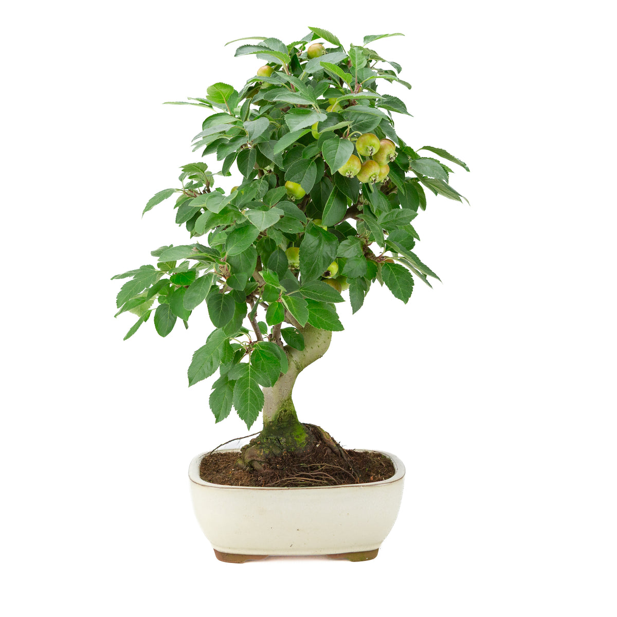 Malus halliana (Pommier) dans un pot rectangulaire crème, hauteur ~50 cm
